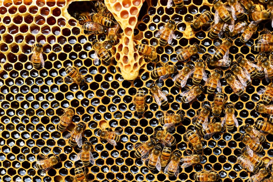 Wieso ist Honig nicht vegan? - Wissenswertes über die tier- und ökologischen Auswirkungen von Honig